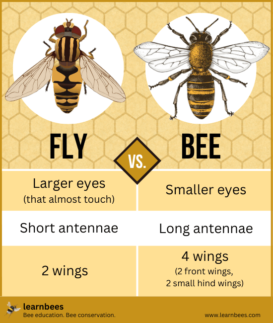 comparison between flies and bees