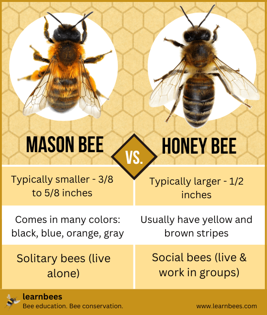 chart image comparing physical differences between mason bees and honey bees