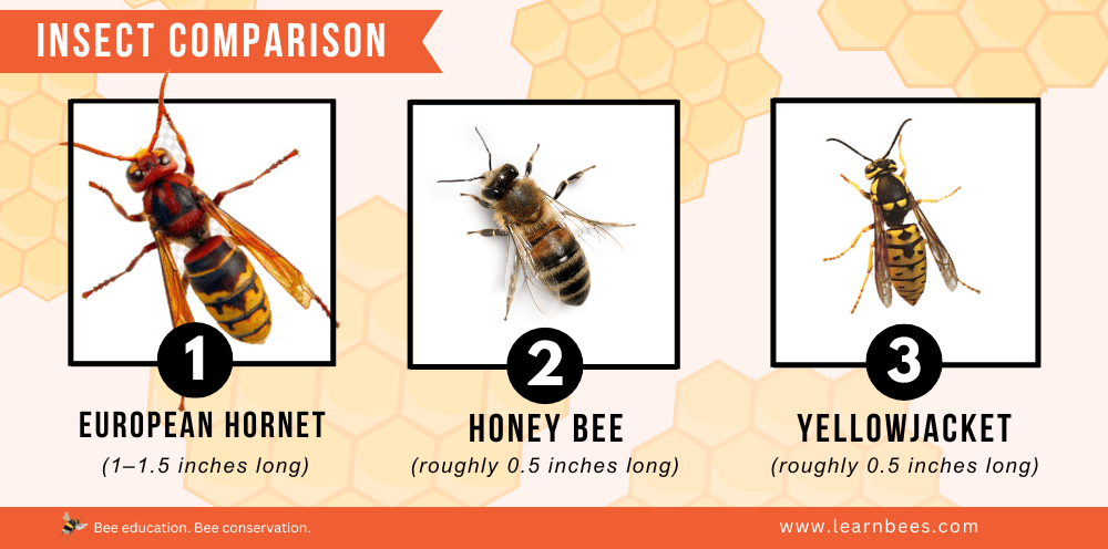 European hornet vs. honey bee vs. yellowjacket wasp