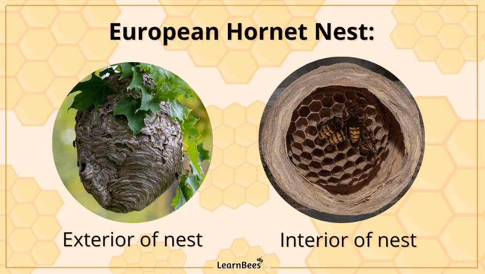 European hornet nest