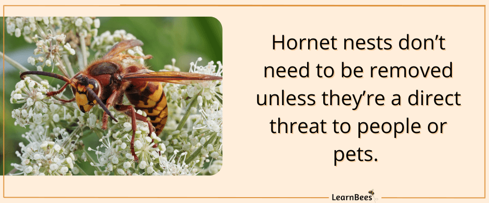 European hornet on a white flower