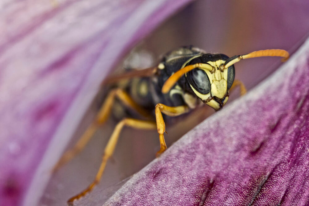 Wasp sitting inside flower